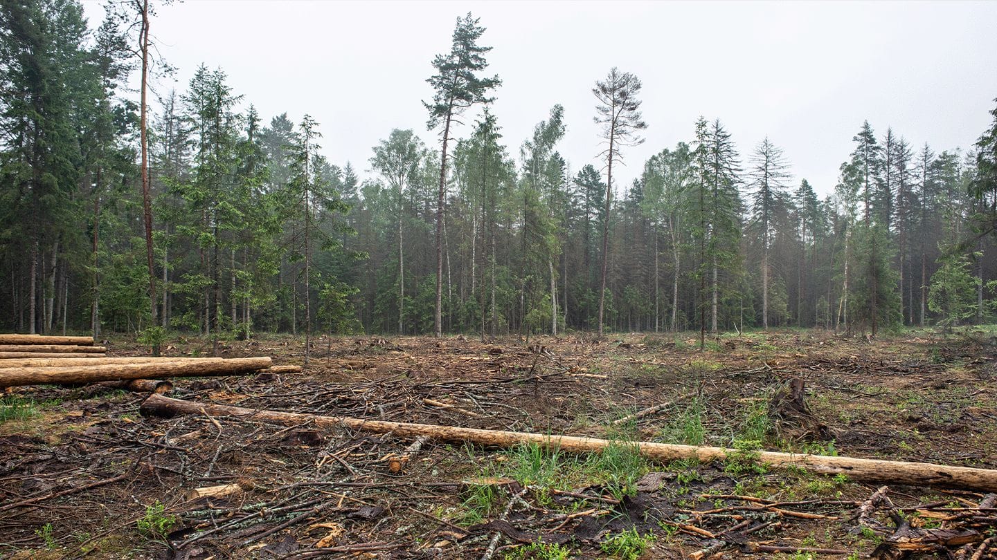 What’s next for the Bialowieza Forest?